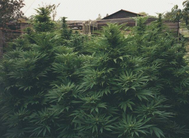 CASH CROP
